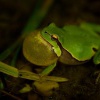 Rosnicka zelena - Hyla arborea - European Treefrog 0052